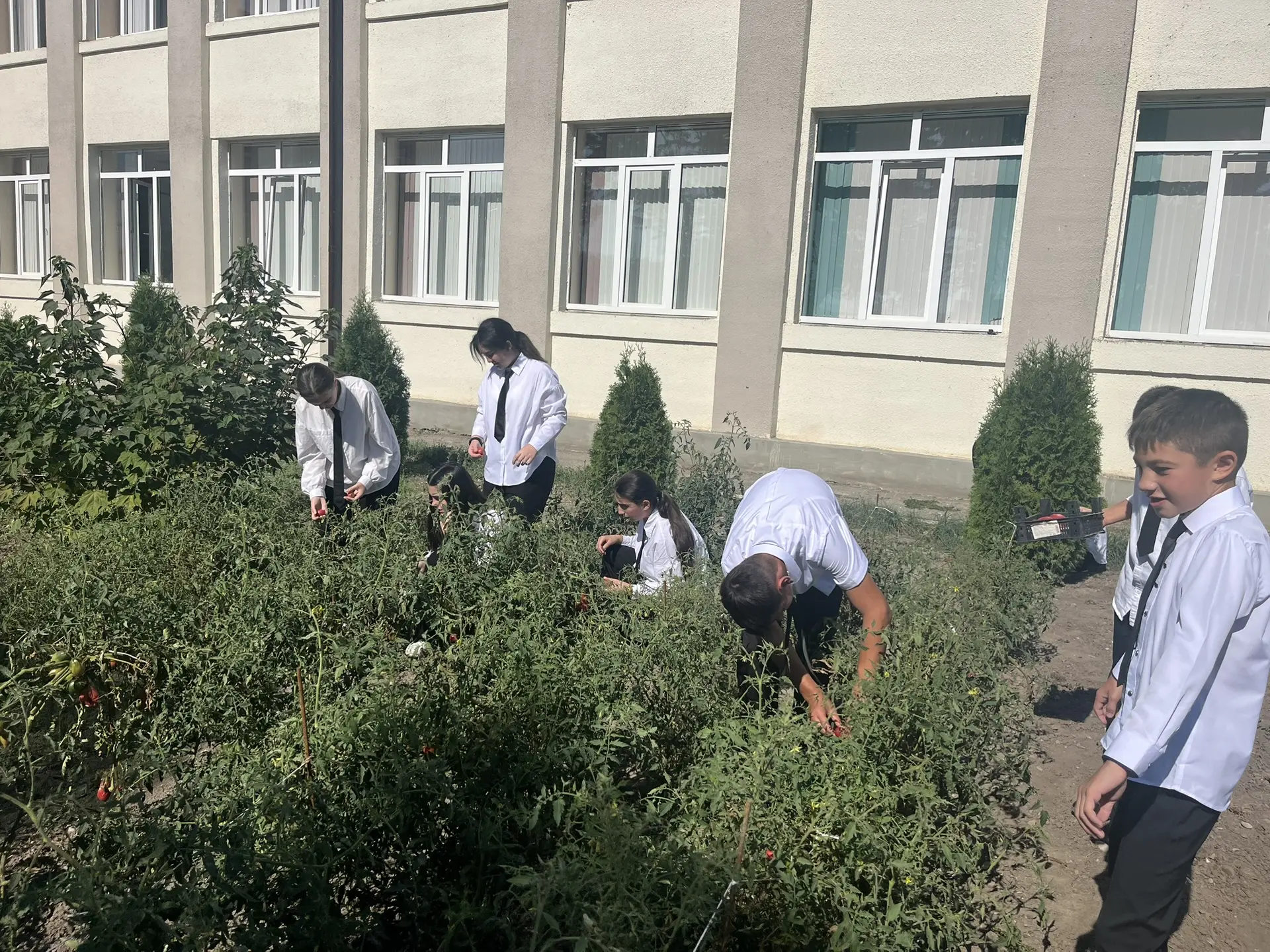 7 «А» Агротехкласс собрал урожай помидоров!