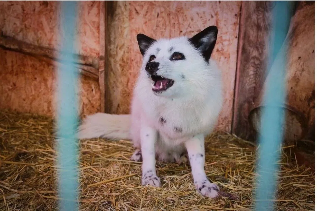 🦊 Жителей Самарской области предупредили об опасности контакта с лисами.