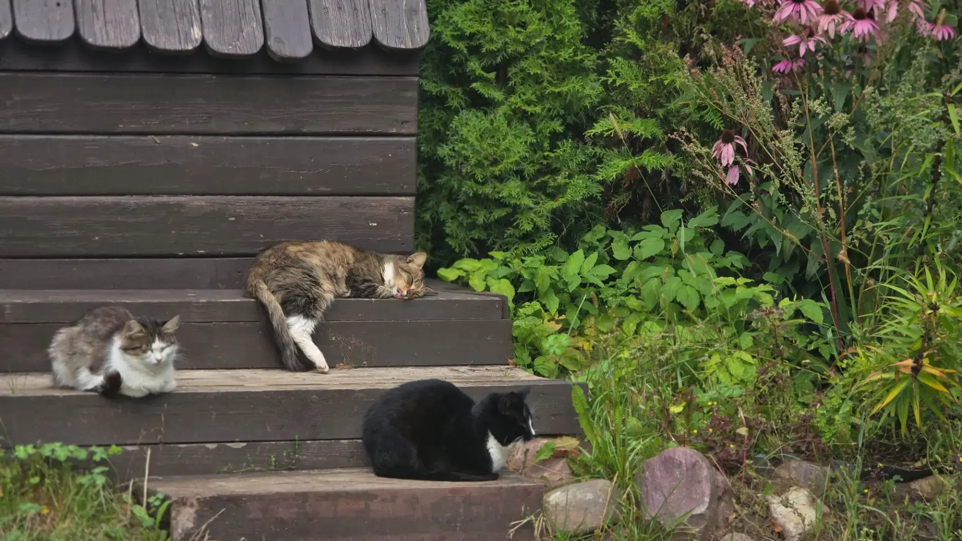 Ангела ко сну! 🐈
