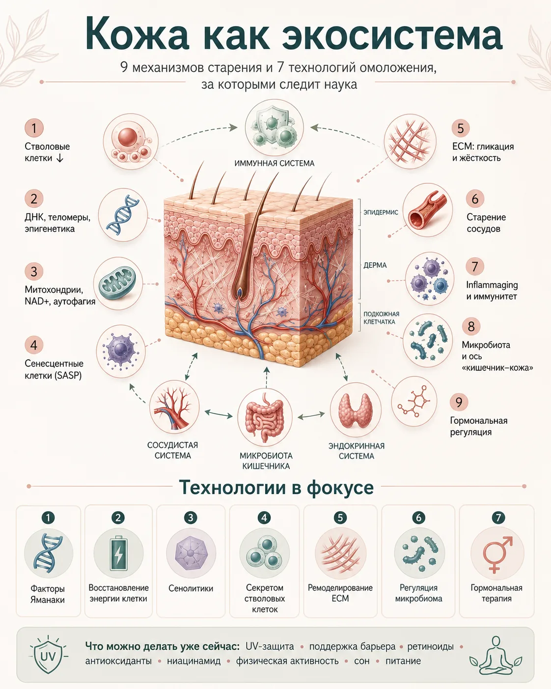 Один из самых больших обзоров исследований кожи Skin aging: mechanisms, evaluation, and rejuvenation
