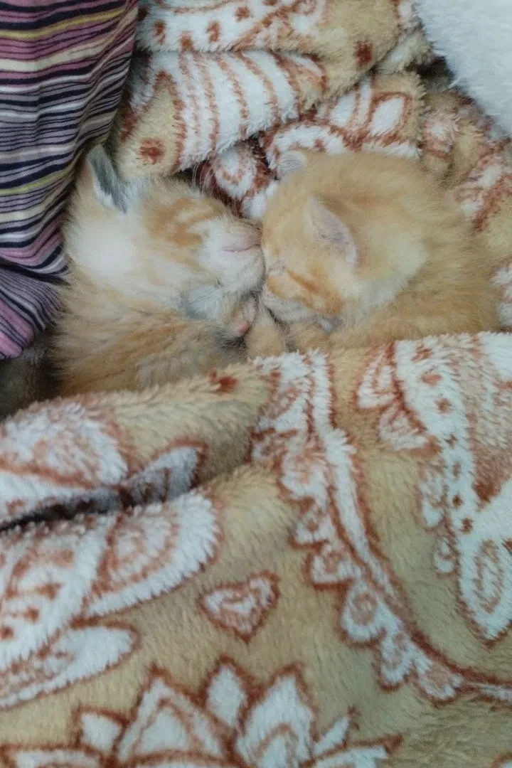 Отдаём котят — 2 мальчика 

• Возраст: 2 месяца. 
• Окрас: рыжие. 
• Поведение: активные, игривые. 
