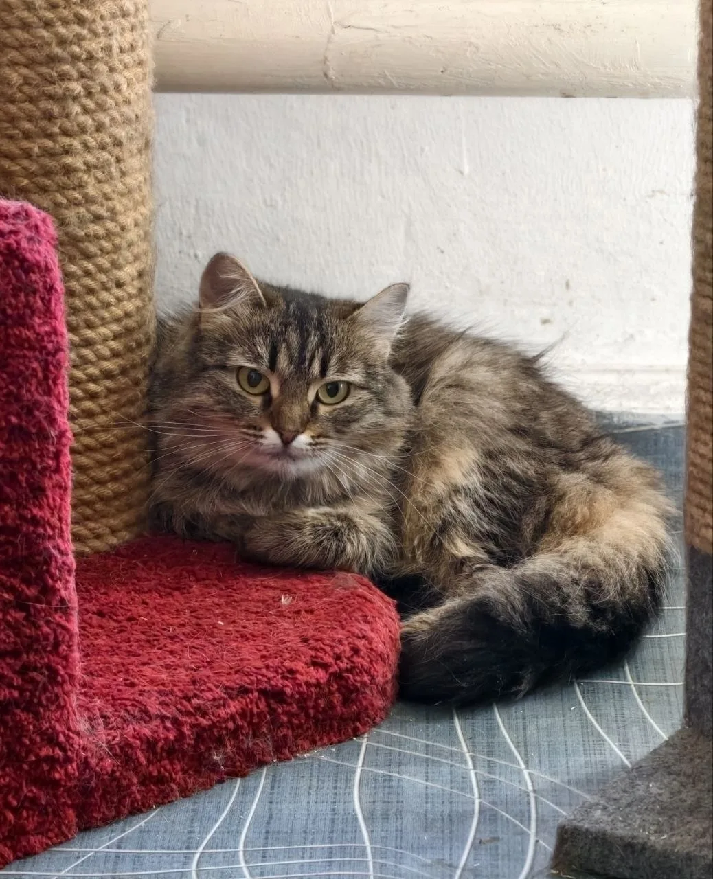 🐾✨ ВАСИЛИСА ! ✨🐾

Сегодня мы хотим рассказать вам о нашей невероятной подопечной — очаровательной 
