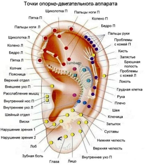 👂 Массаж ушей — простая польза для организма