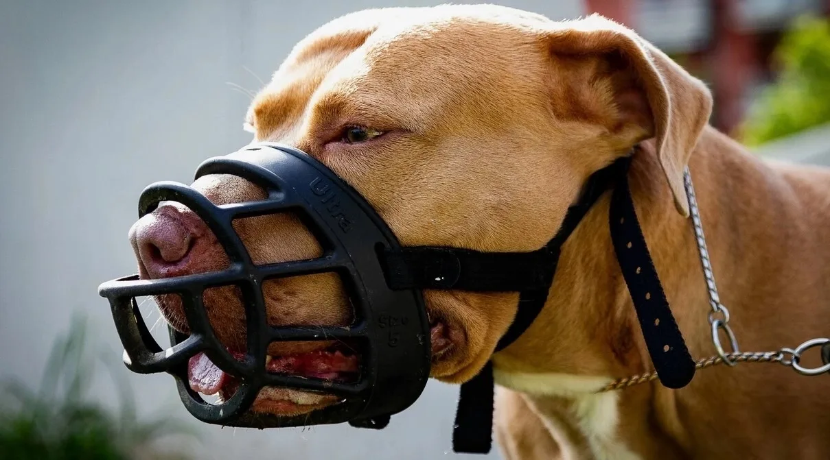 🐶 Ошейник или шлейка: как выбрать амуницию и не навредить питомцу