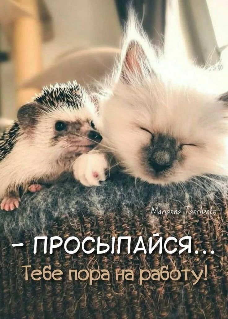 🥰 Оставляйте реакции, если понравилась открытка и делитесь с близкими ❤️