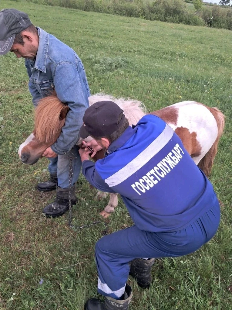 🐎 Завершение весенних мероприятий по диагностике бруцеллёза и сапа у лошадей частного сектора 
 
ГБ
