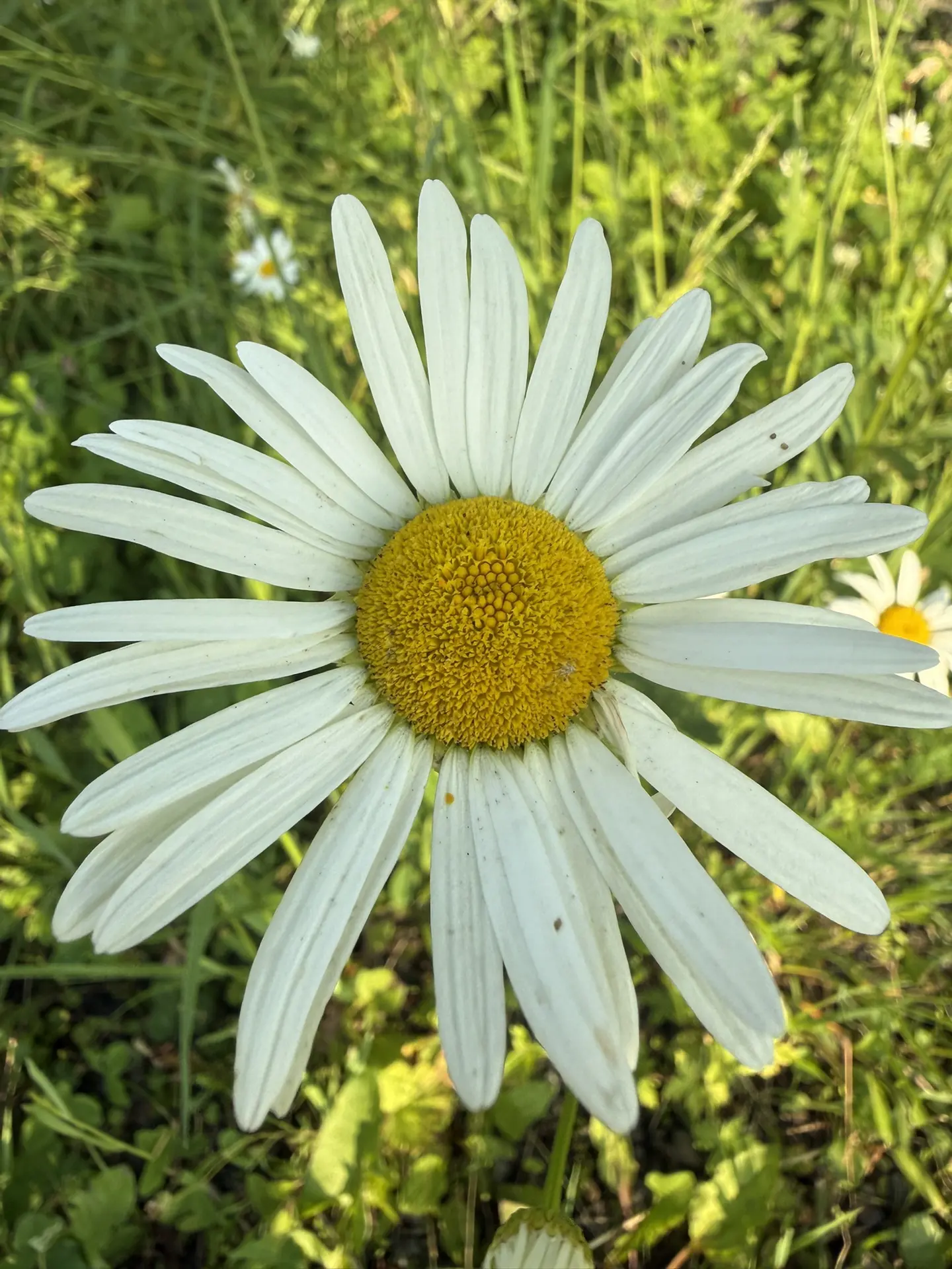 🌿 Ромашка — не просто милый полевой цветок, а настоящий природный лекарь! 😍
   Знаете ли вы, что а