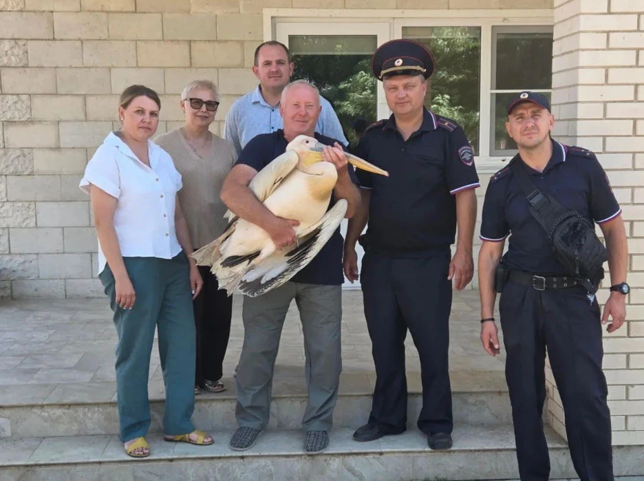 Краснокнижного пеликана спасли в Ростовской области — раненую птицу с повреждёнными кры...