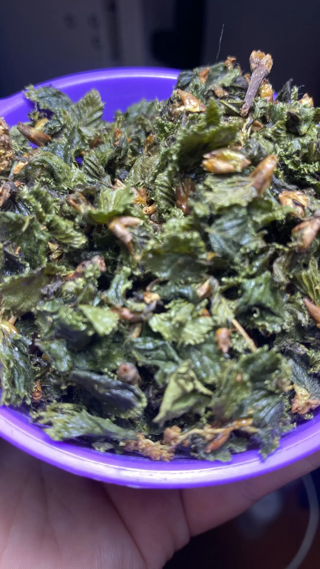 Молодой берёзовый лист — дыхание весеннего леса 🌿