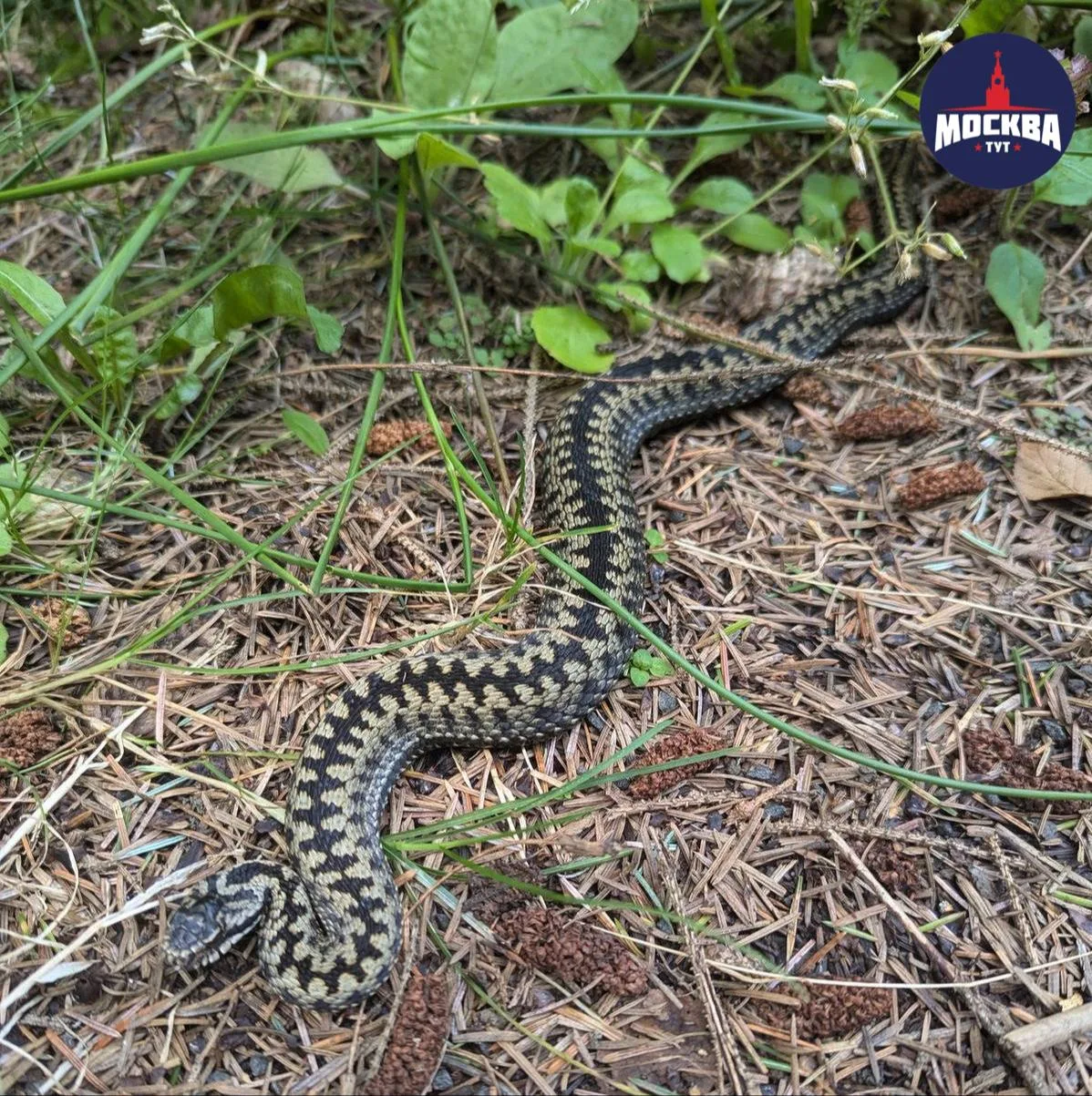 🐍Во время «бабьего» лета повышается активность змей в столичном регионе, — ученые