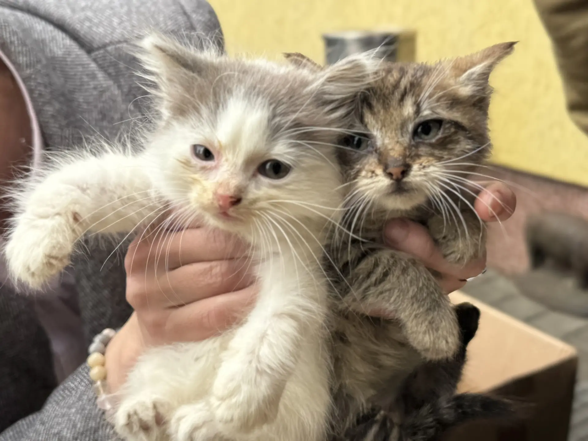 КОТЯТА ИЩУТ ЗАБОТЛИВЫХ ХОЗЯЕВ