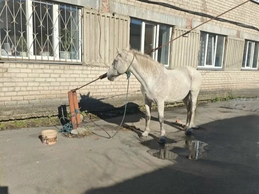 🐴🚨 В КОПЕЙСКЕ ПОЛИЦЕЙСКИЕ ВЕРНУЛИ ХОЗЯИНУ ПОХИЩЕННОГО КОНЯ
