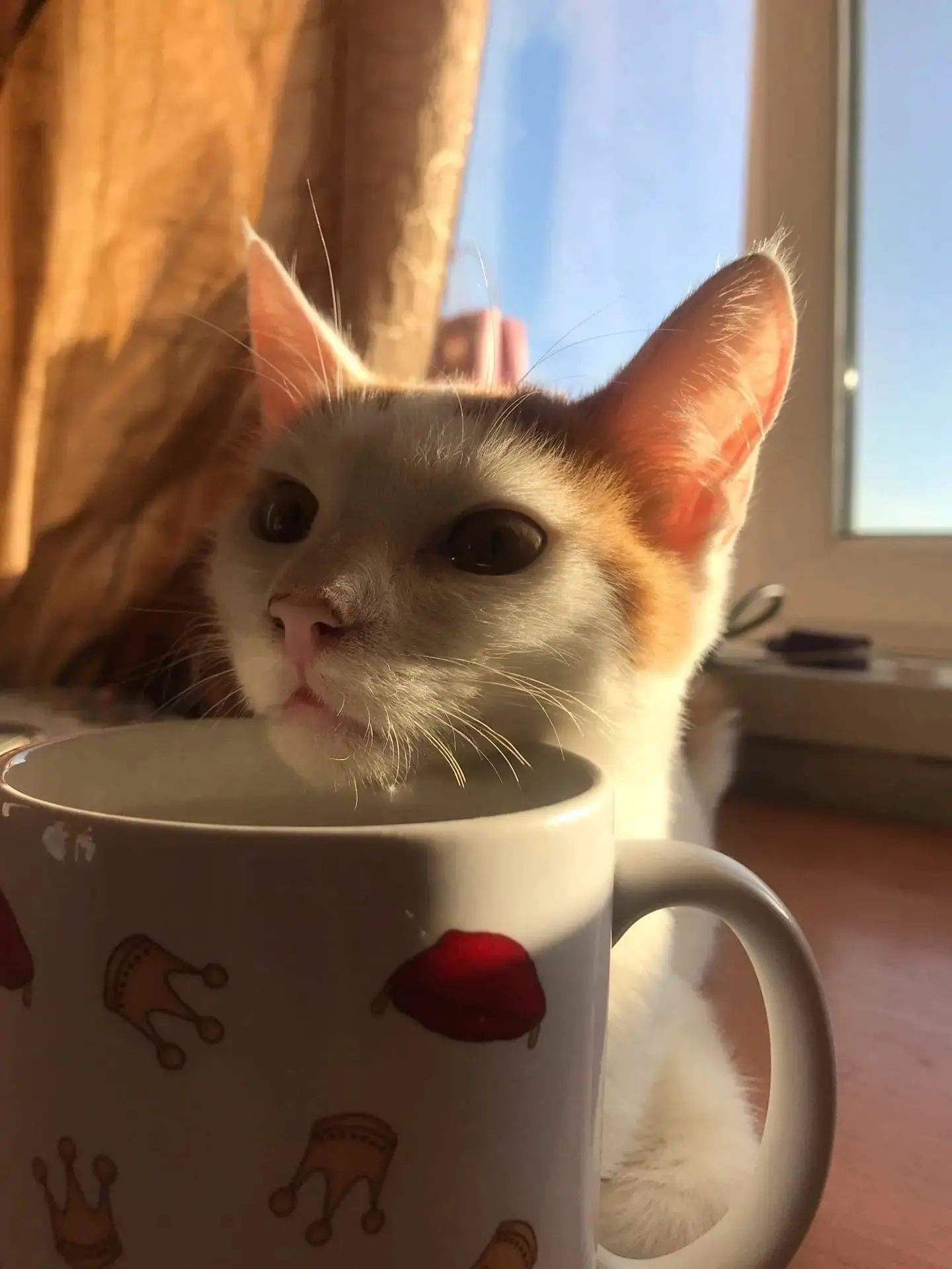 ❤️ Сегодня Всемирный день защиты животных.