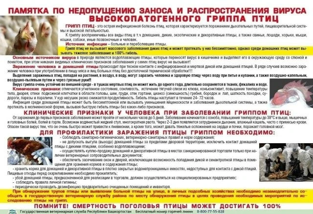 🐔 Регулярное напоминание (памятка) по гриппу птиц!
Высокопатогенный грипп птиц - это высококонтагио