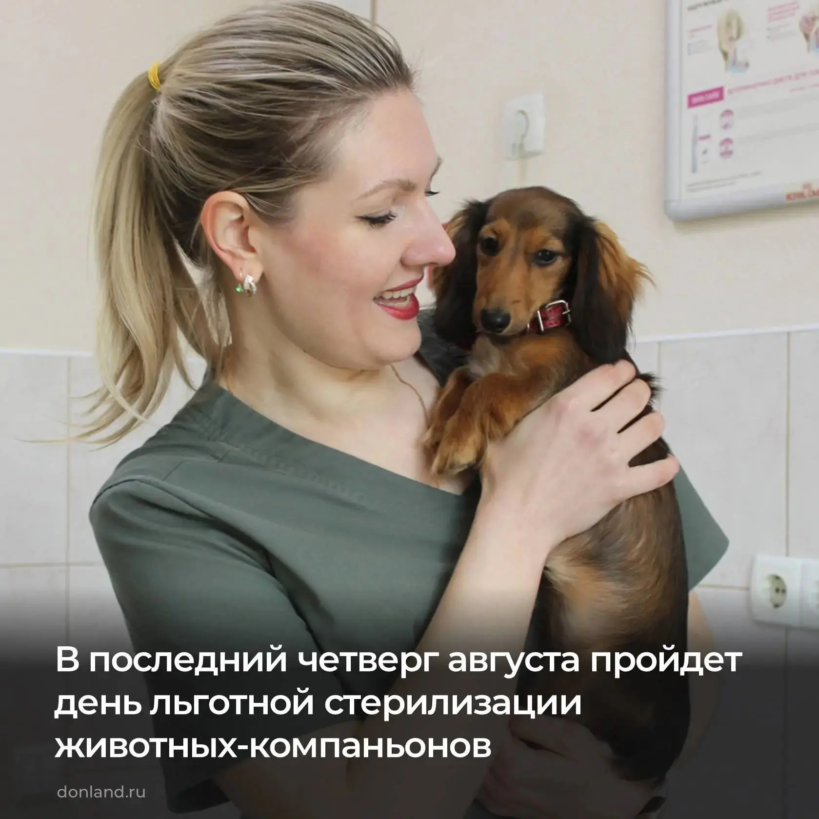 🐈 На Дону продолжается акция по льготной стерилизации домашних животных.