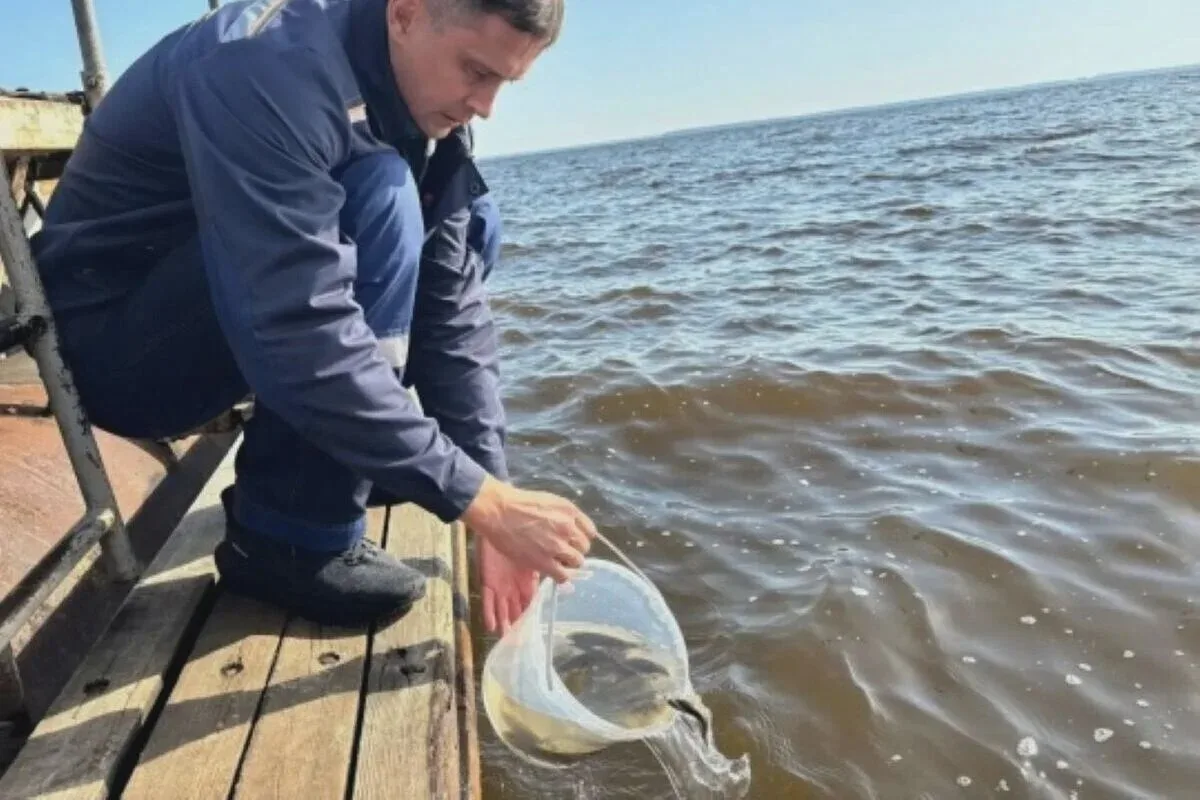 🐟 В Волгу выпустили 182 тысячи мальков сазана