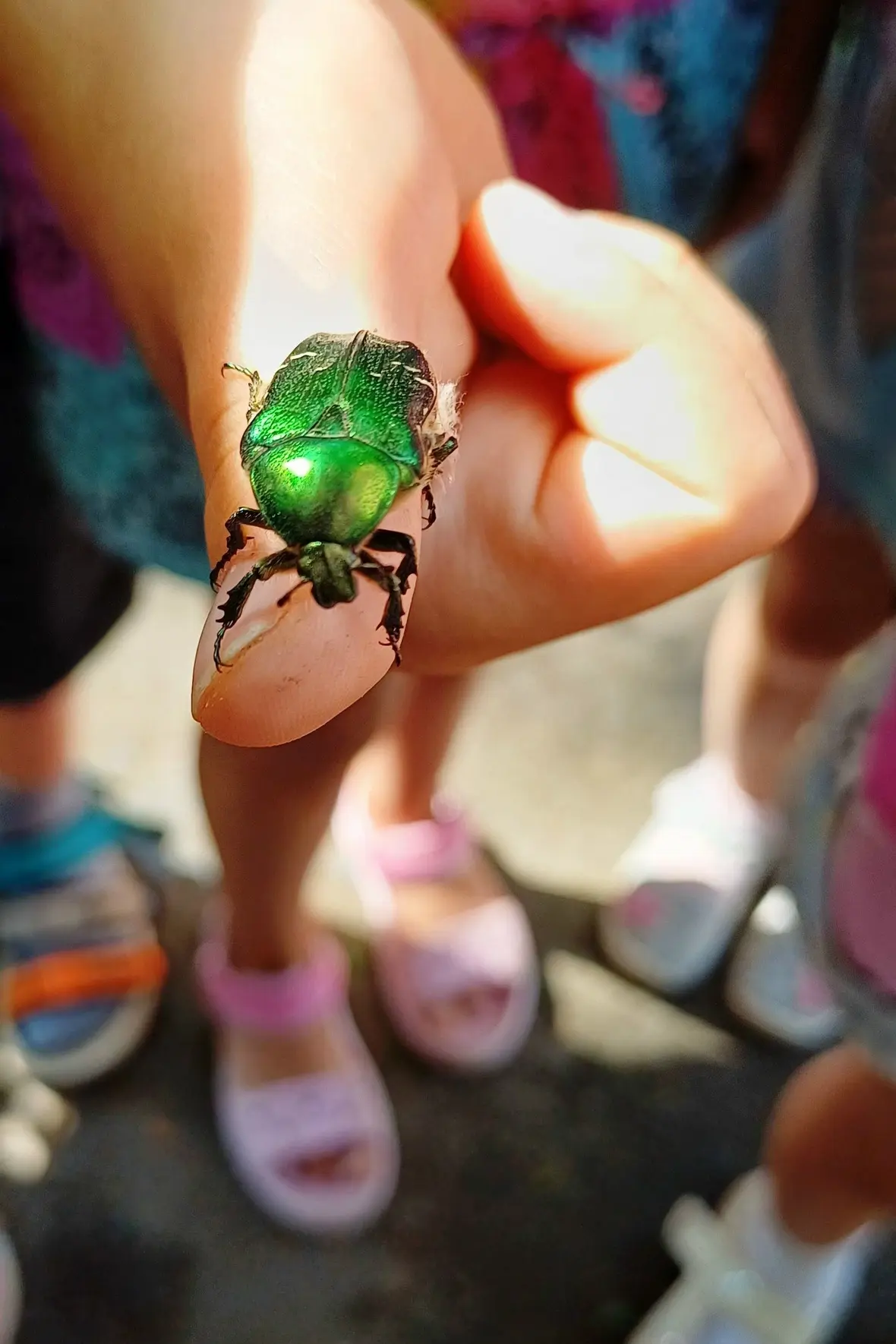 Агния Львовна Барто 
«Жук» 
🐞Я нашла себе жука 
На лесной ромашке.🌼
Не хочу держать в руках, 
Пуст