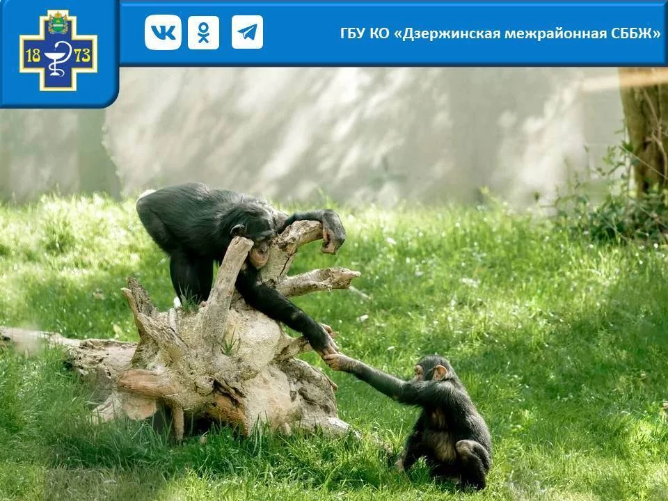 13 августа – Международный день левши! А левши и правши, между прочим, есть не только с...