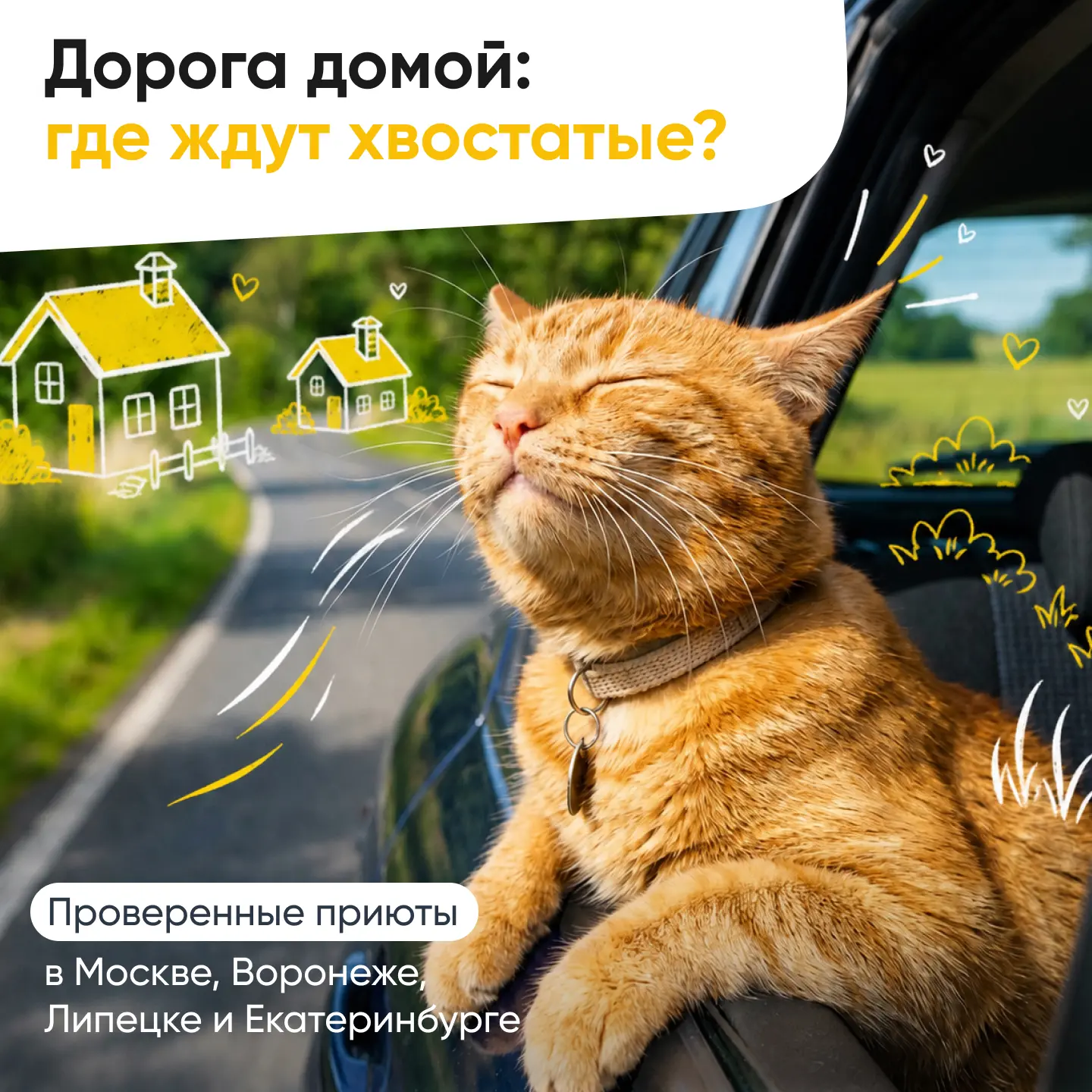 Приюты, где ждут своего человека 🏡