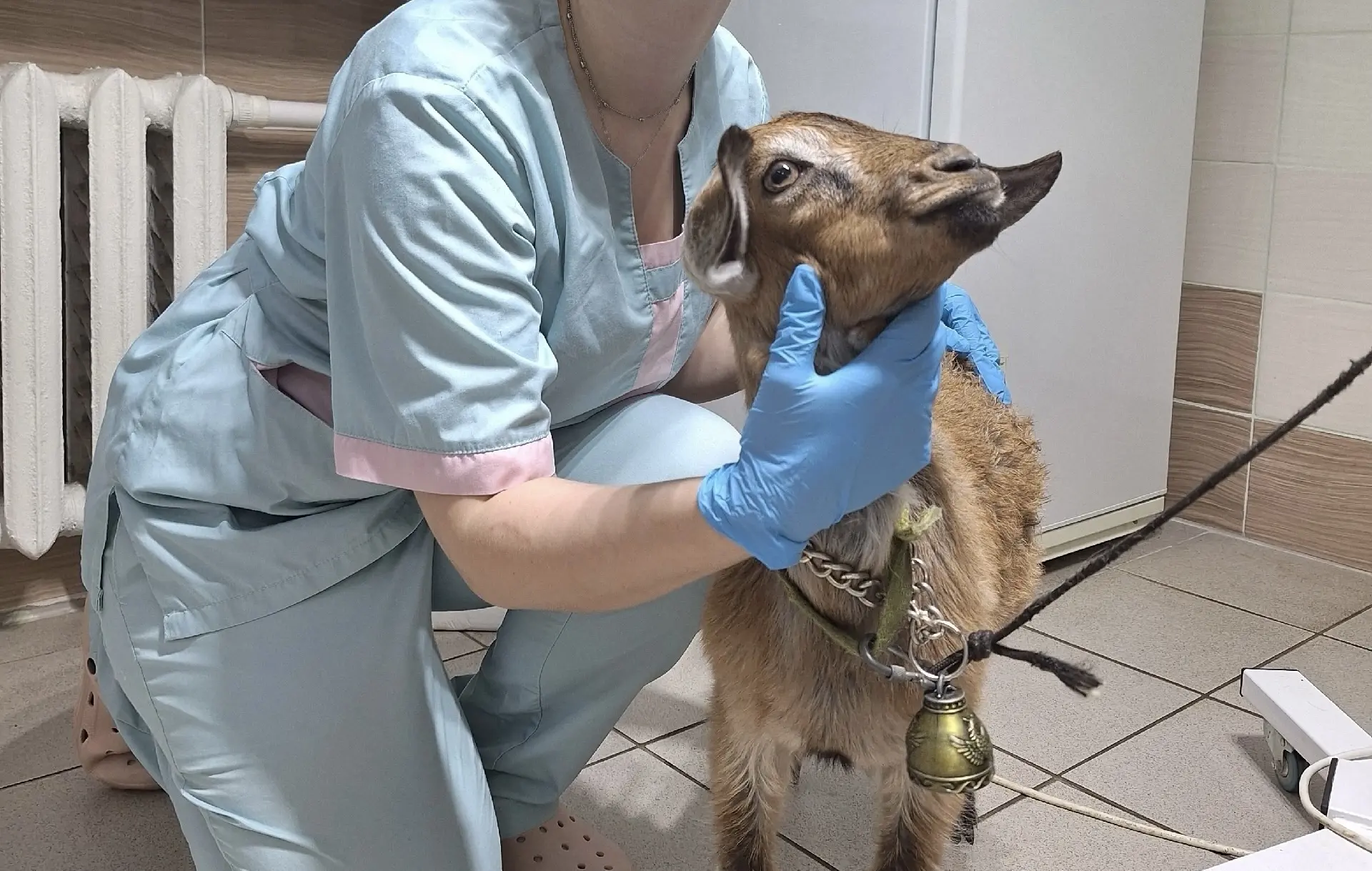 🐐🐐🐐🐐🐐🐐В рыбинскую городскую ветеринарную клинику поступил необычный пациент.

Всё началось на 
