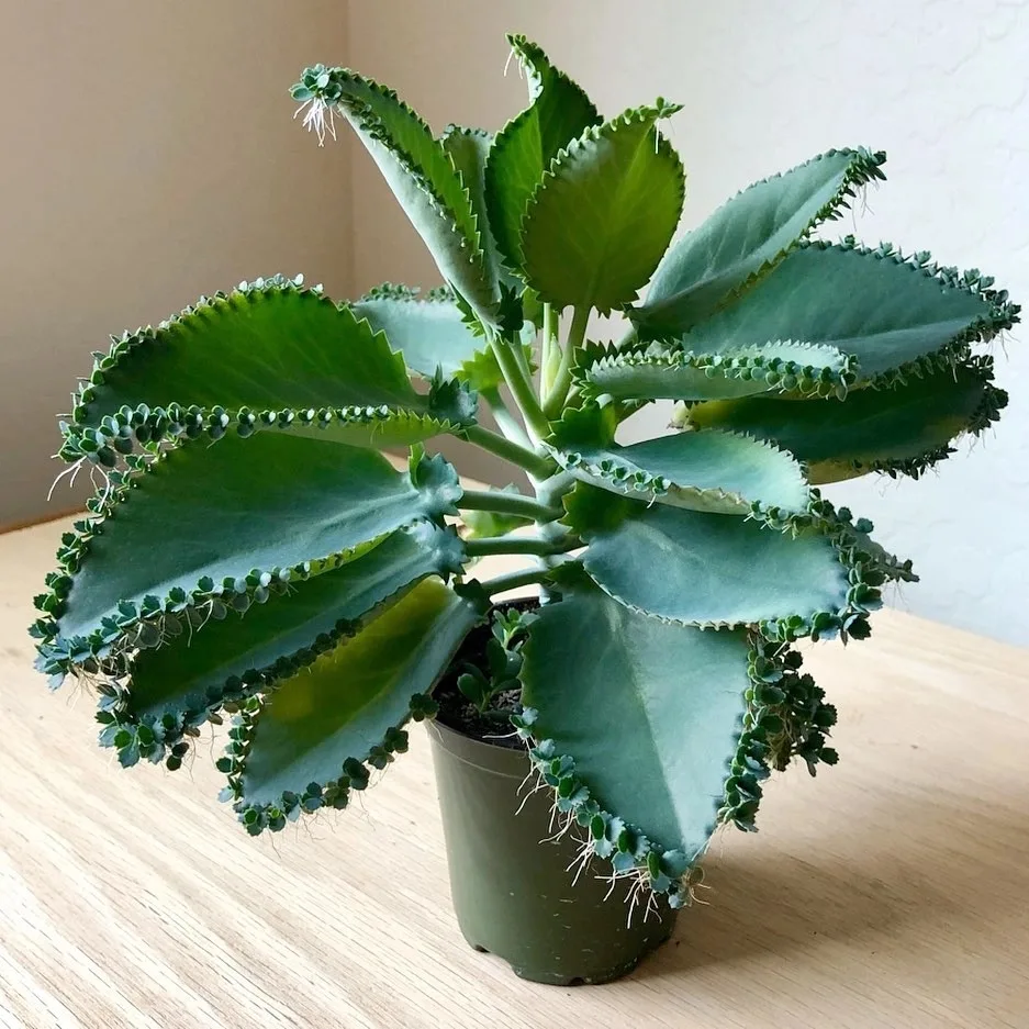 #Каланхоэ Дегремона (лат. Kalanchoe daigremontiana) - это суккулентный кустарник, родом...