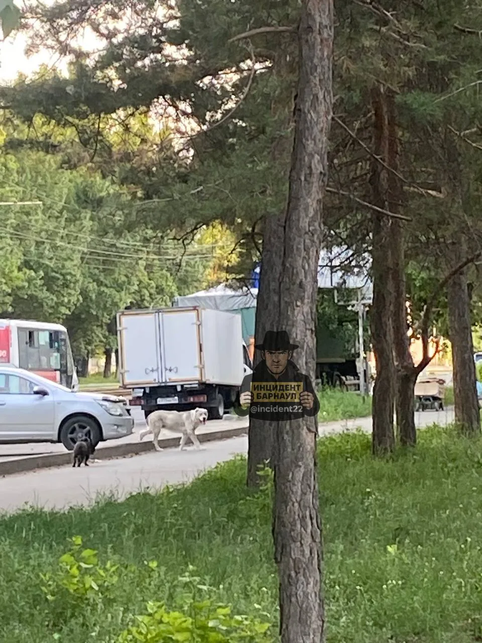 ⚠️ В Барнауле алабай насмерть загрыз той-терьера. Ранее этого же пса обвиняли в гибели ...