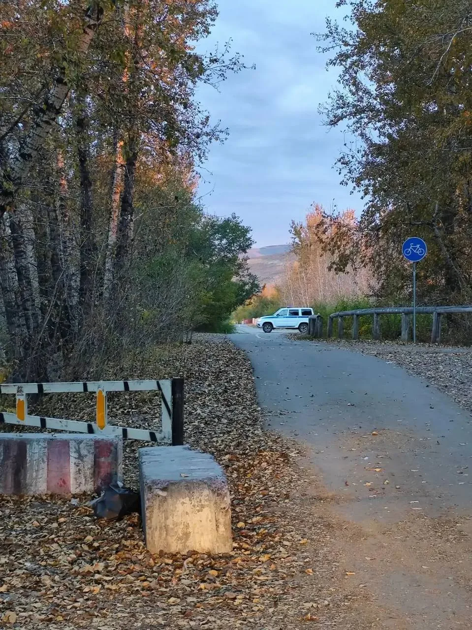 Полиция продолжает поиски дикого зверя.
