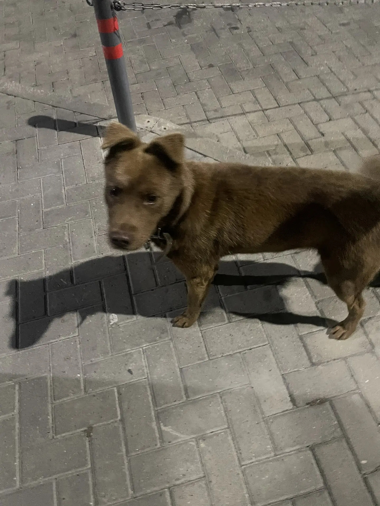 Собаку никто не потерял?