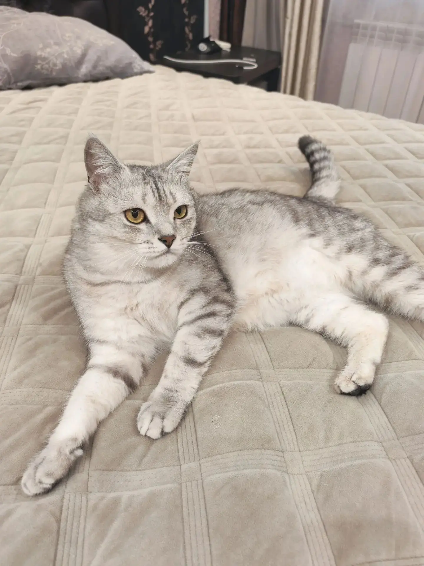 🐈«Кот Тимофей, ласковая мурлыка. Прибыл в заботливые руки Алисы и её мамы с передовой,...