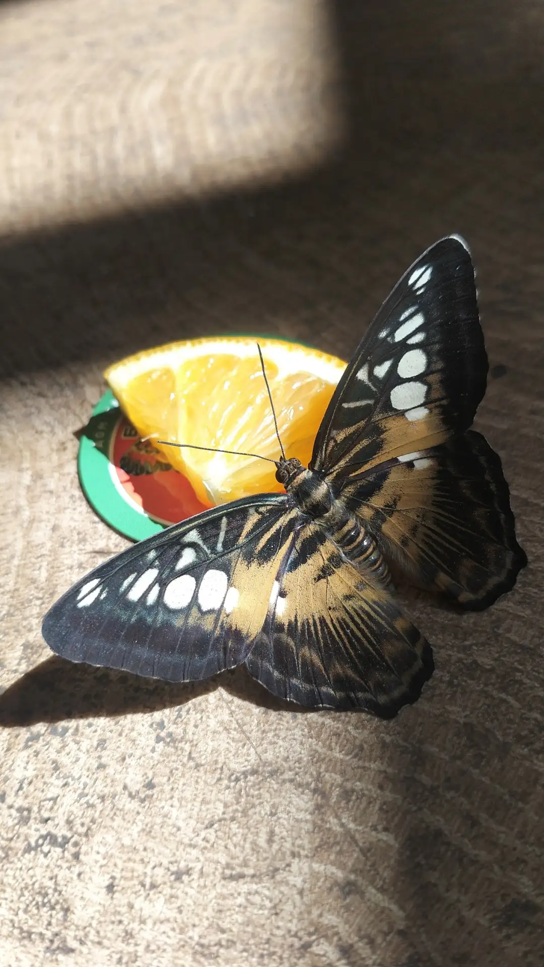 Баттерфляриум - Московский дом бабочек на ВДНХ 🦋

Сад тропических бабочек - это вечное лето в любую