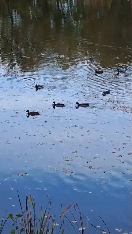 Уточки на озере в Волгаре❤