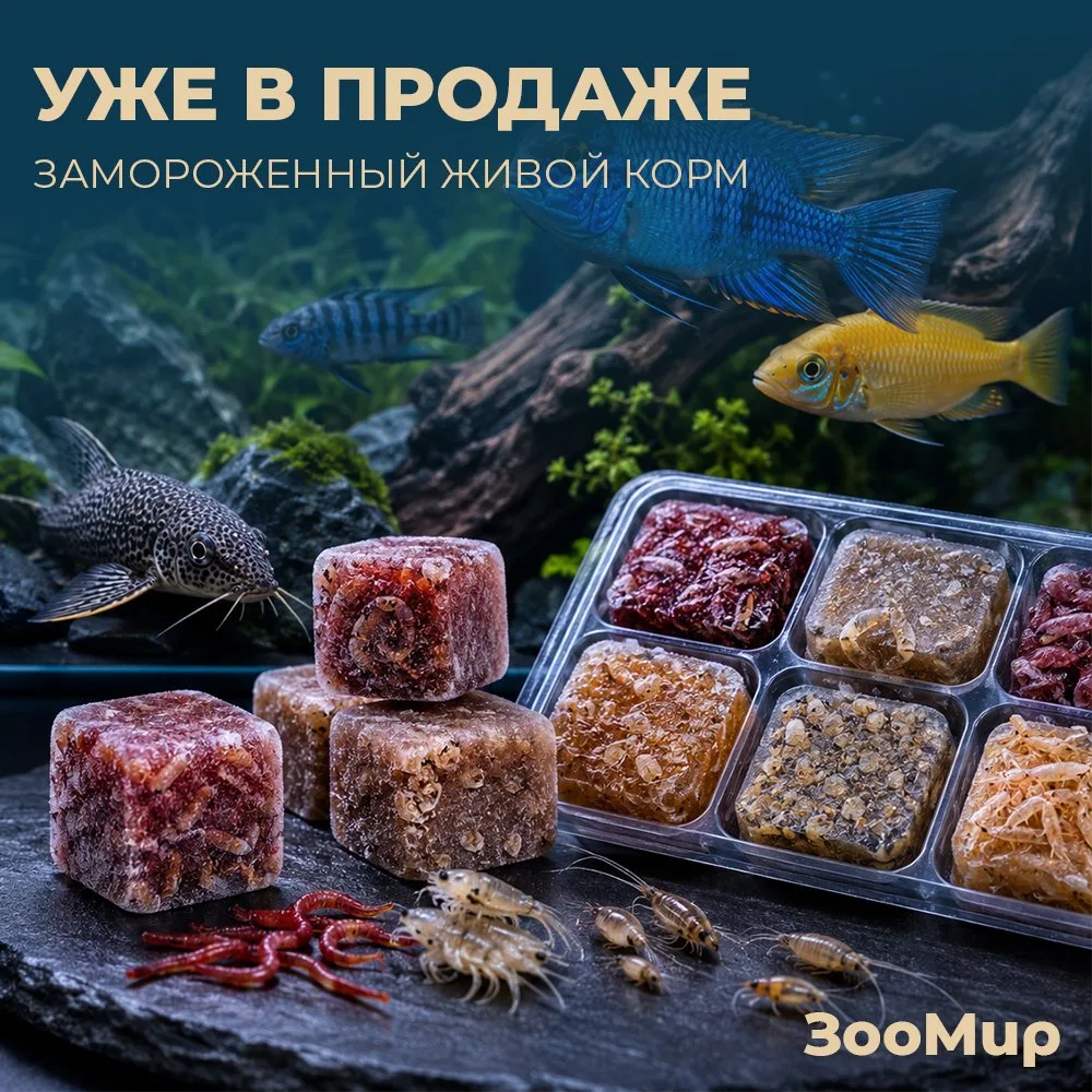 Эублефары, бородатые агамы и другие рептилии — не просто красивые, но и требовательные ...