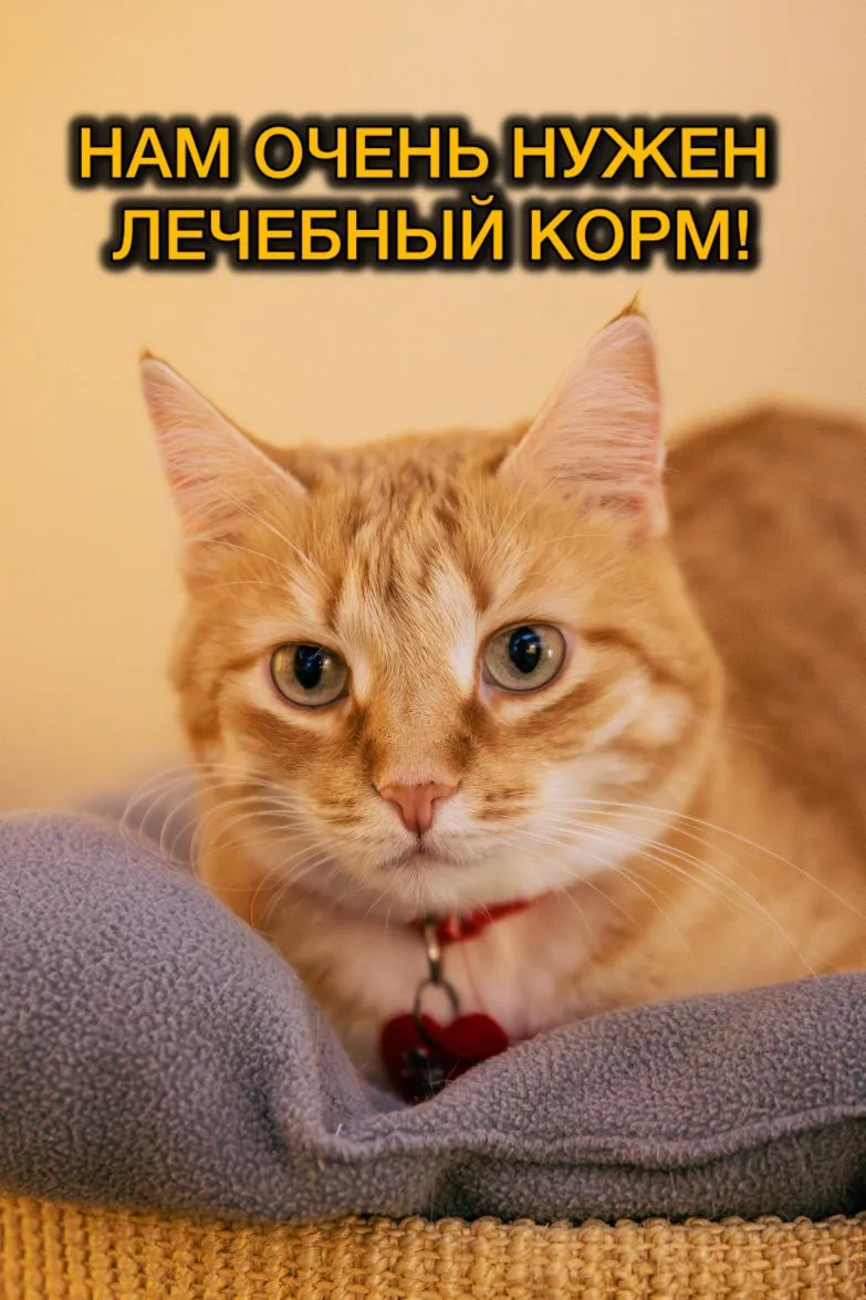 🚨 Очень нужна помощь с кормами для кошек приюта!