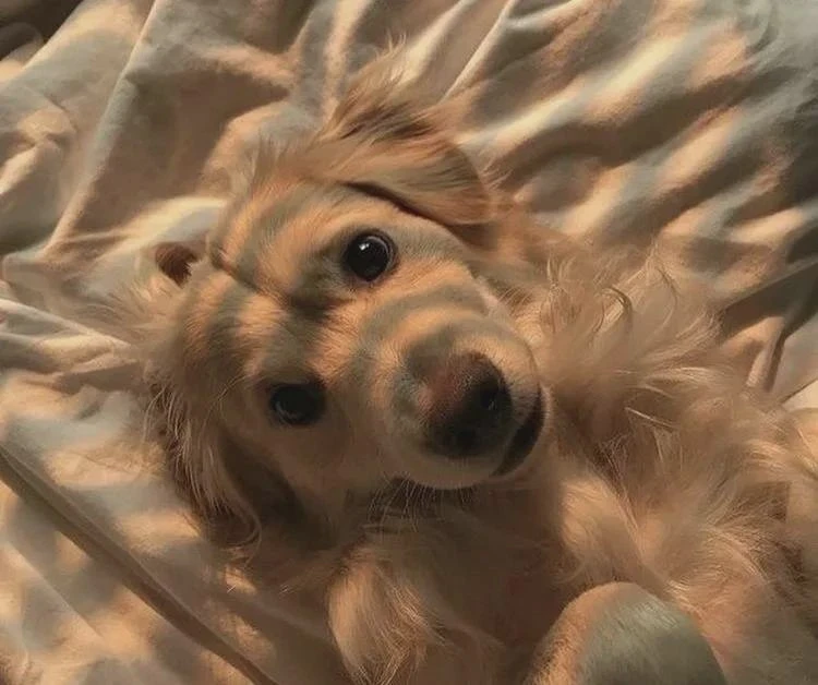 🐾 Их день — Всемирный день защиты животных