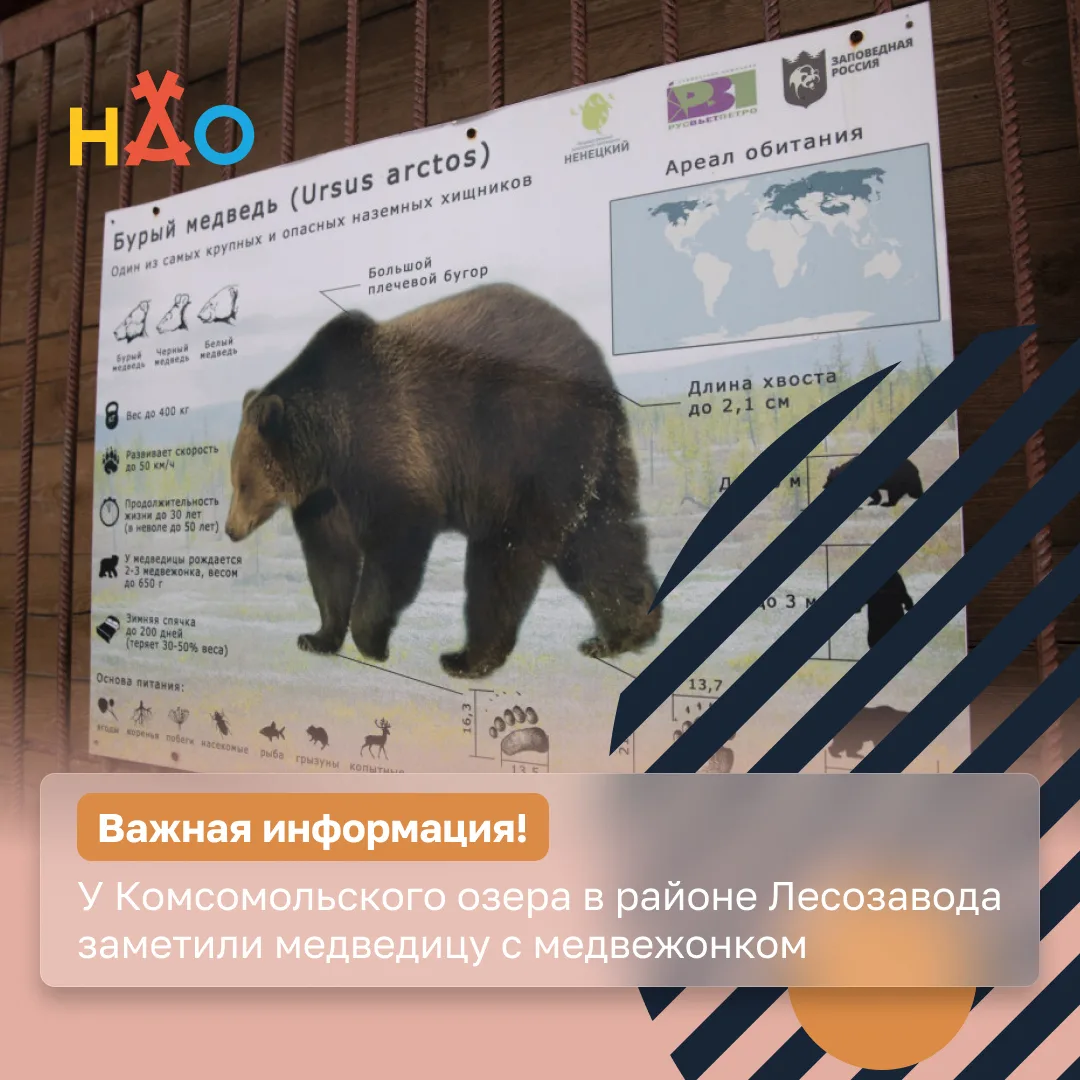 У Комсомольского озера в районе микрорайона Лесозавод заметили медведицу с медвежонком