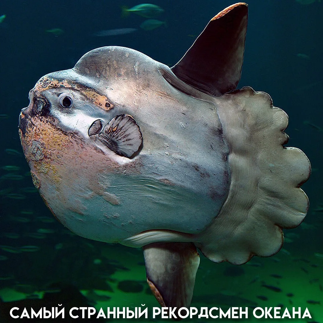 Представьте себе рыбу, у которой нет хвоста, нет рёбер, а позвоночник короче, чем у любой другой кос