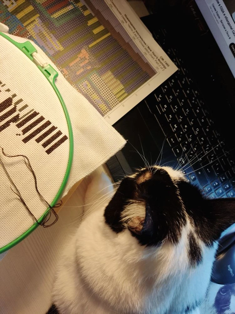 🪡 Когда я хочу повышивать, но у Миши свои планы 😸