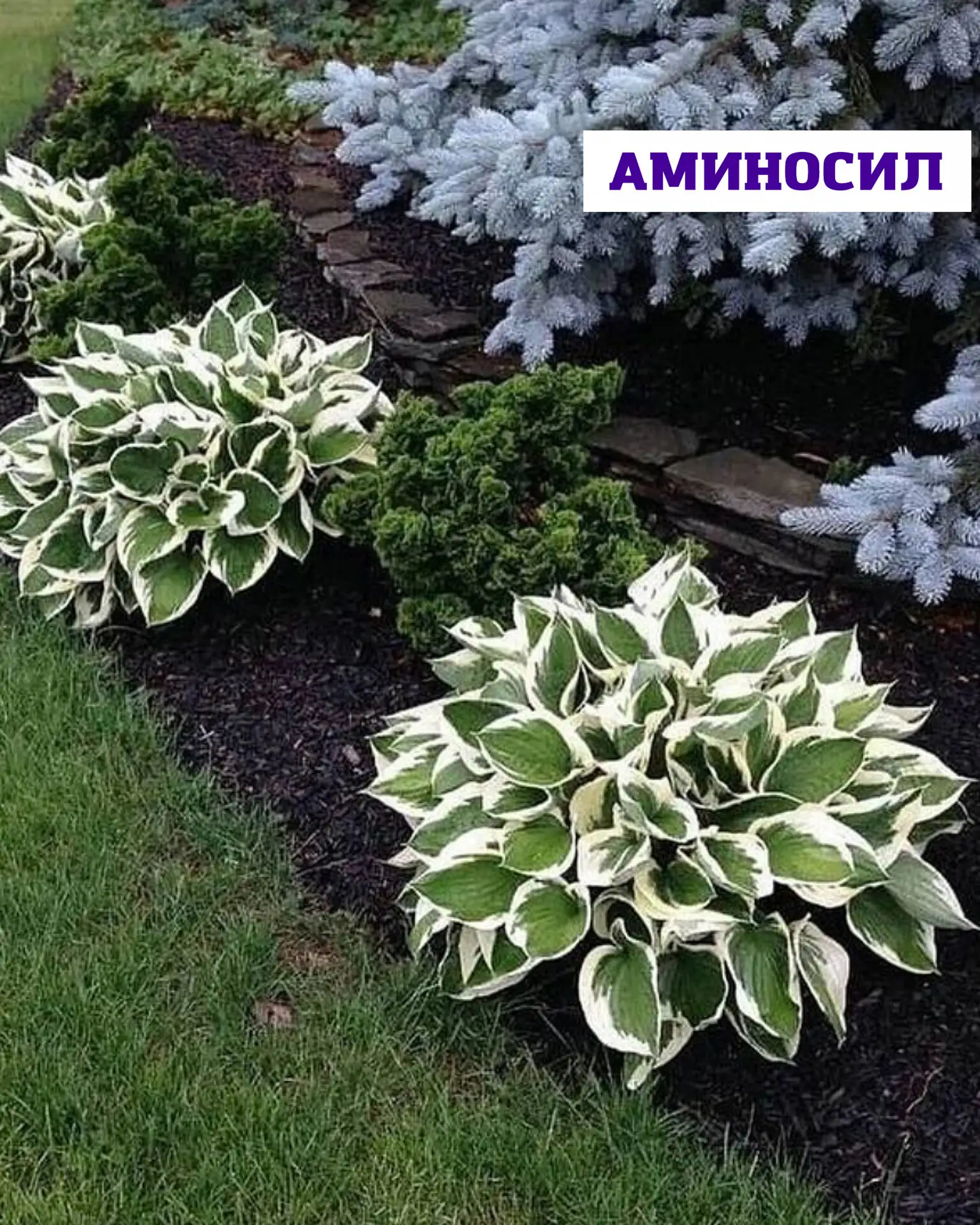 🌿 Хосты без хлопот перезапуск сада   Хосты — идеальные растения для тех, кто хочет максимум декорати