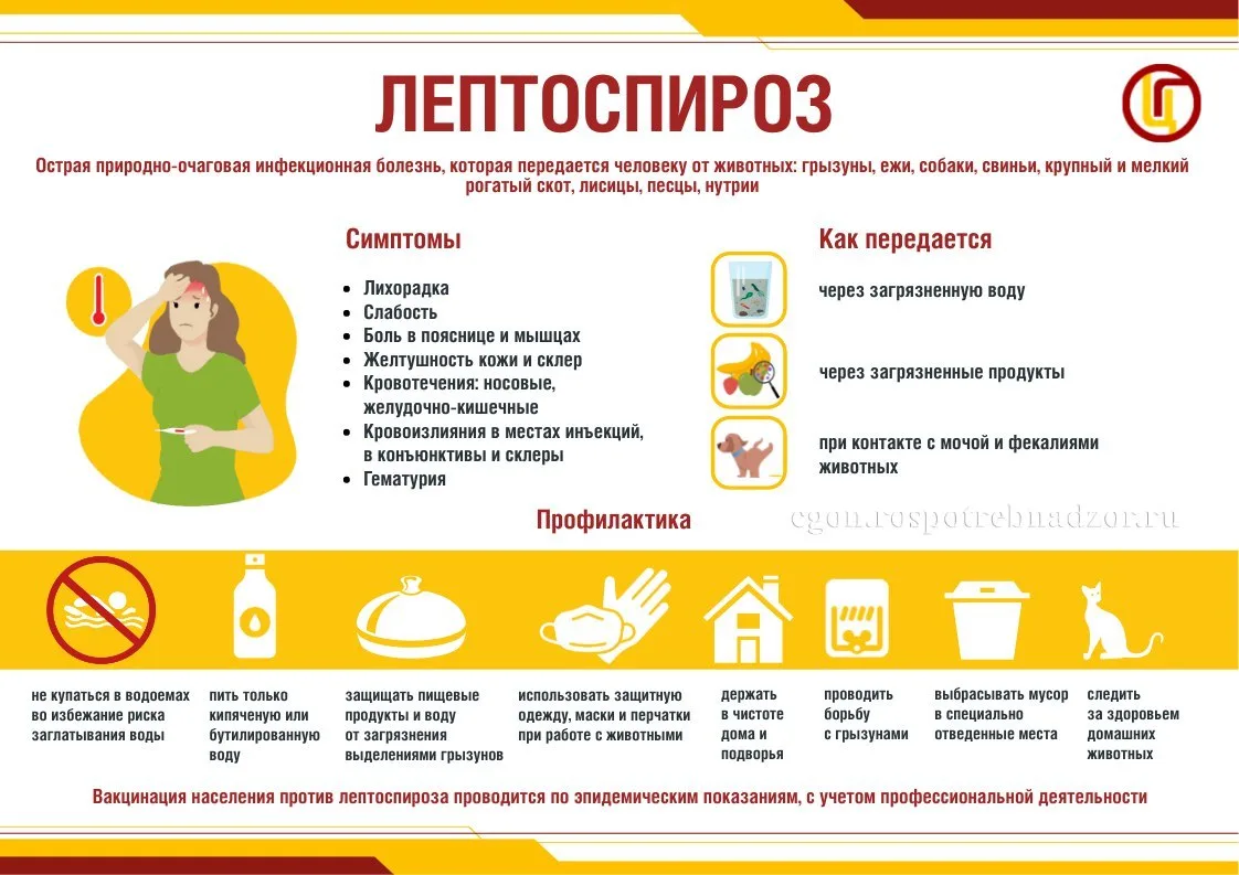 Лептоспироз («водная лихорадка») – это острое природно-очаговое инфекционное заболевание, характериз