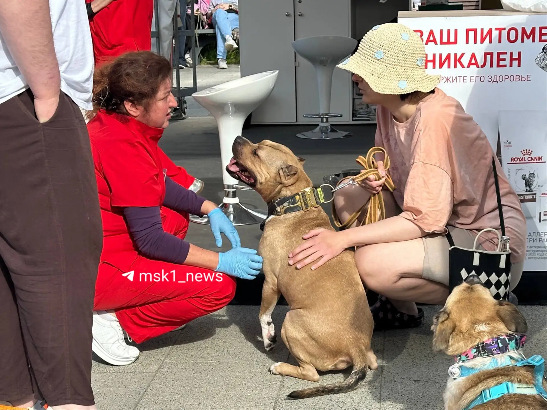 Изображение 6 к публикации «MSK1.RU | Новости Москвы | Россия»