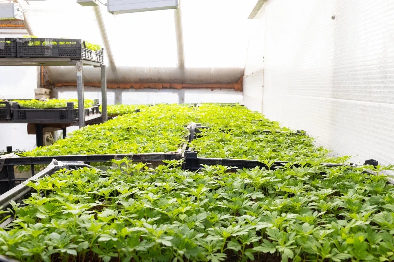 Готовимся к весенней высадке цветов на городские клумбы.   🌱В теплицах «Зеленстроя» работа идёт полн