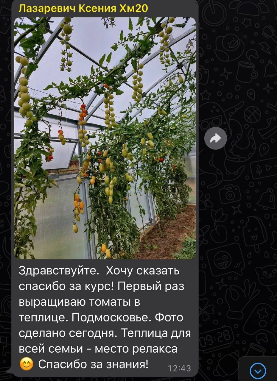 Никакой фитофторы ! Урожаи до октября без фунгицидов, только благодаря правильной агрот...