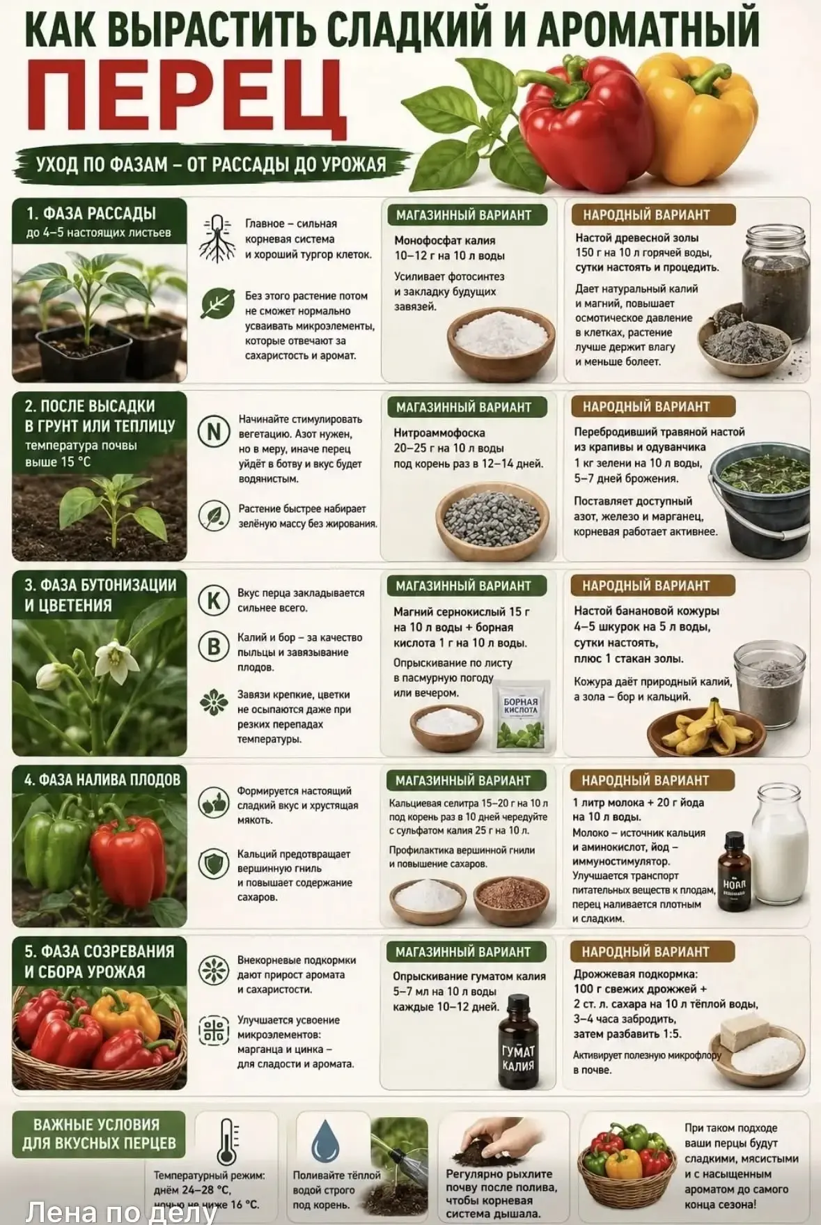 Как вырастить сладкий и ароматный перец: уход по фазам 🌱🫑