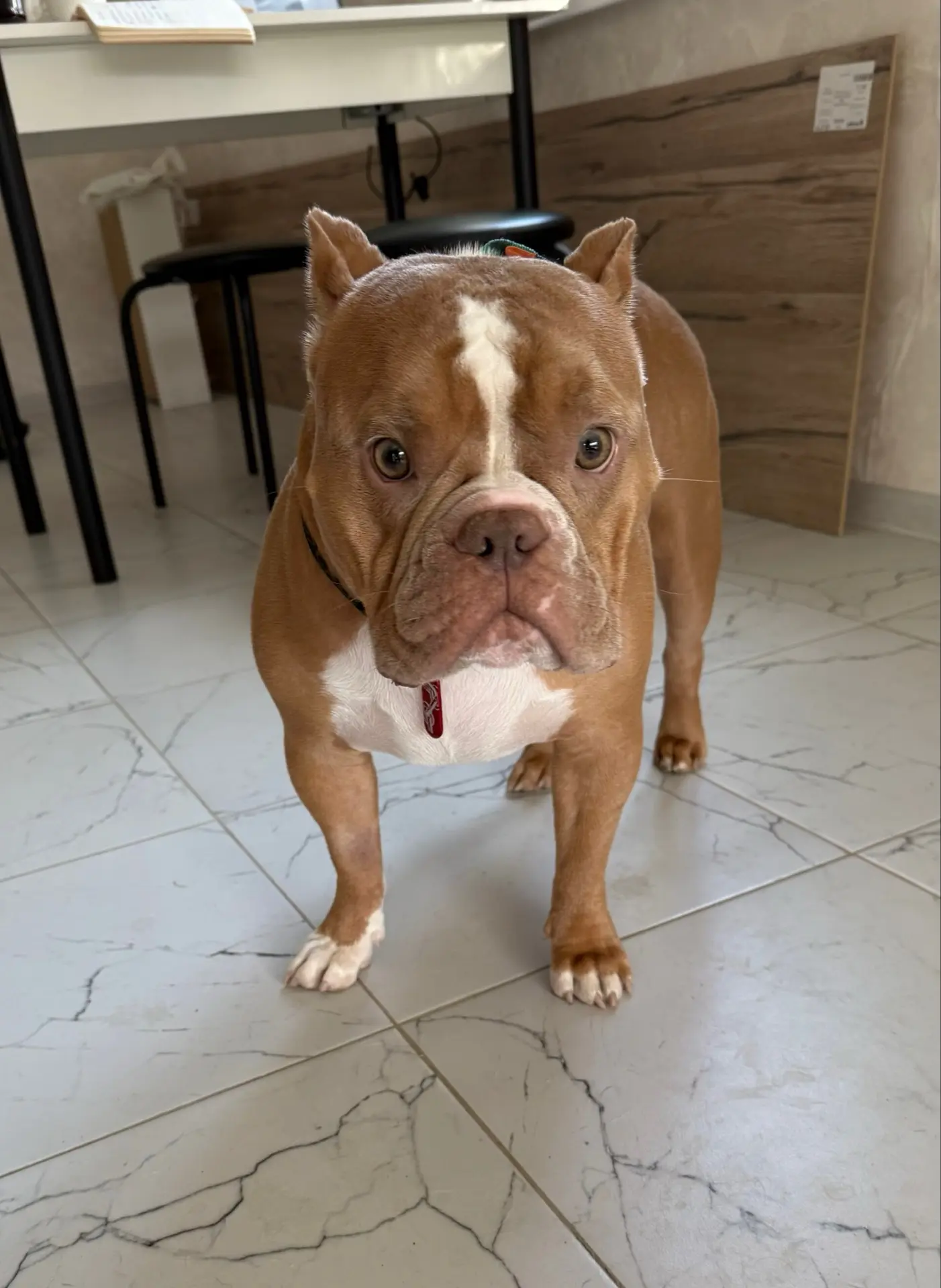 Наша гостья — очаровательная Изи, #американскийбулли ! 🐶