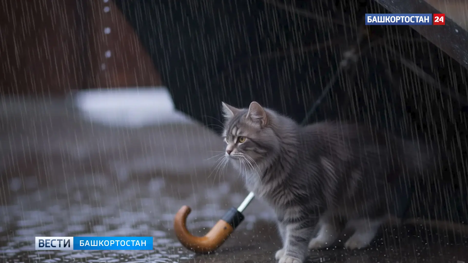 В Башкортостане сегодня пройдут кратковременные дожди, местами с грозами

По данным Башгидромета, се
