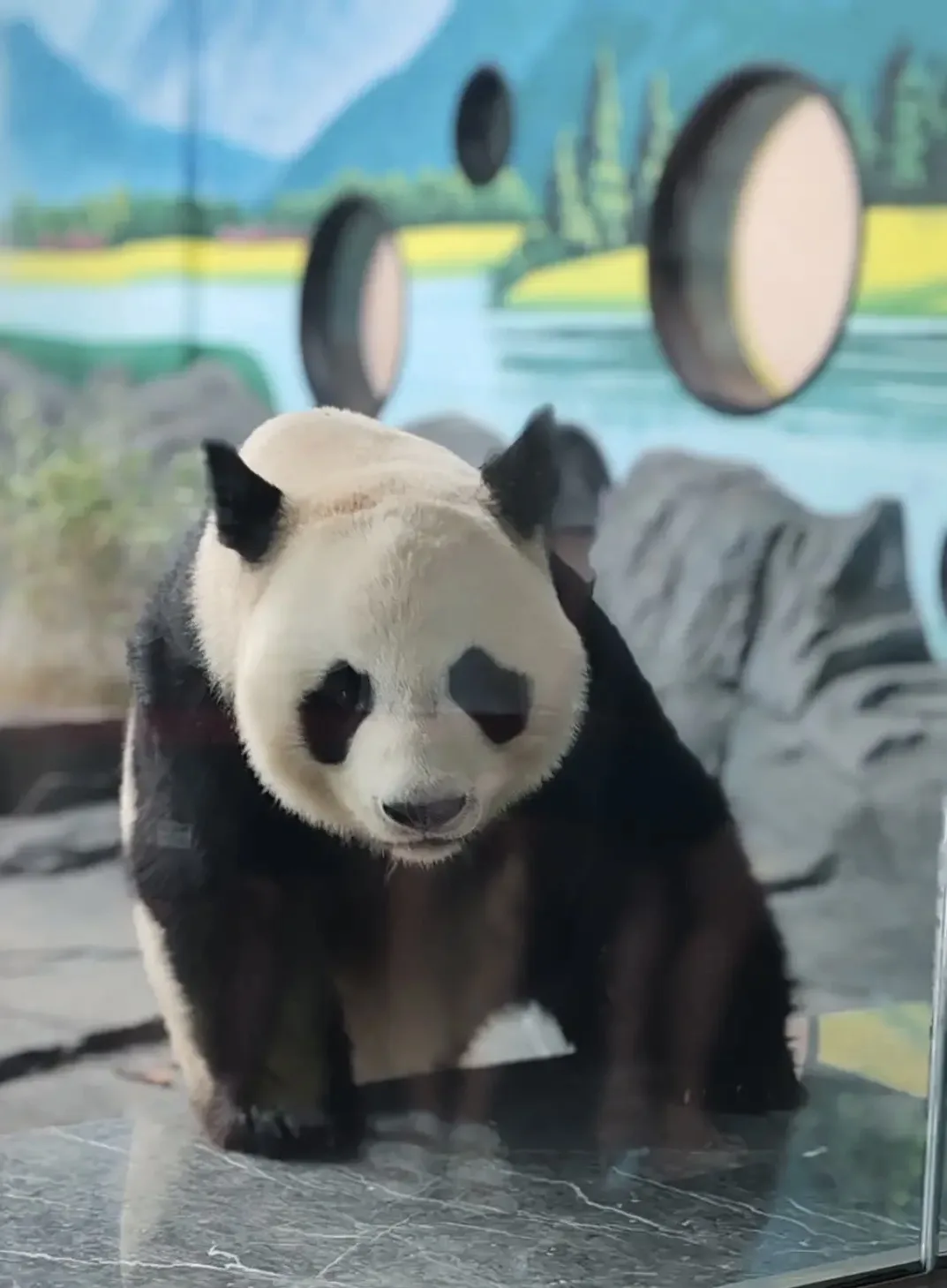🐼 Миссия «Панды» выполнена!
