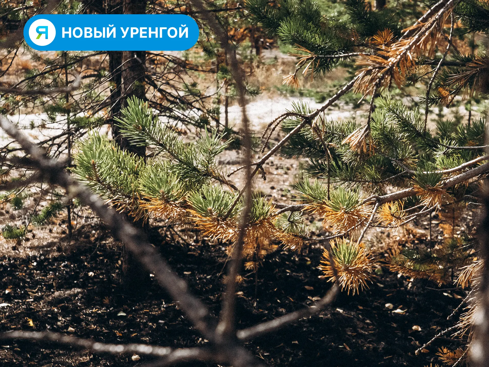 Магия северного утра: когда просыпаешься не от будильника, а от звенящей тишины тундры