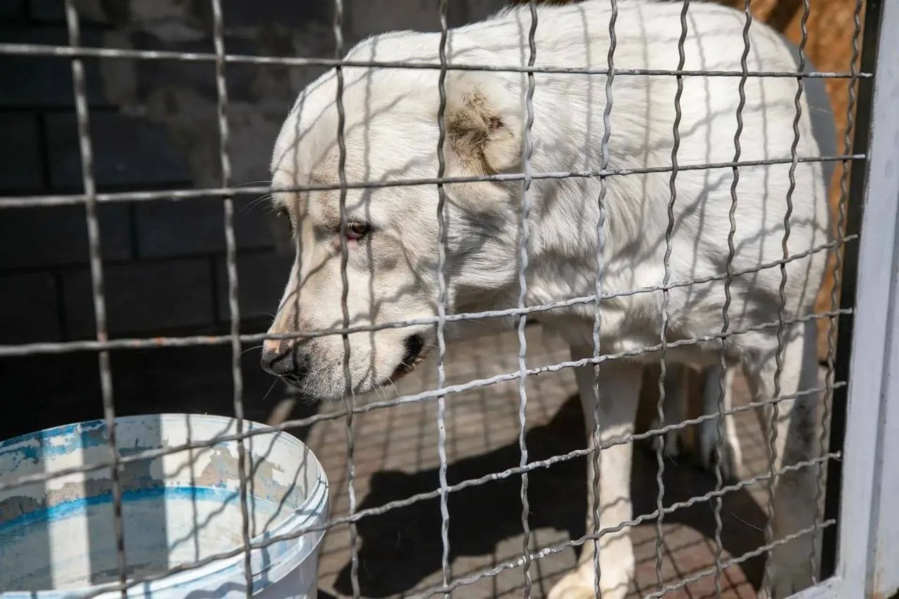 🐕 В Мариуполе стерилизовали уже больше 3000 безнадзорных собак