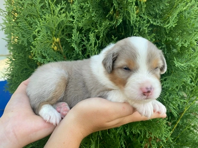 🐶 Щенки Австралийской Овчарки💥