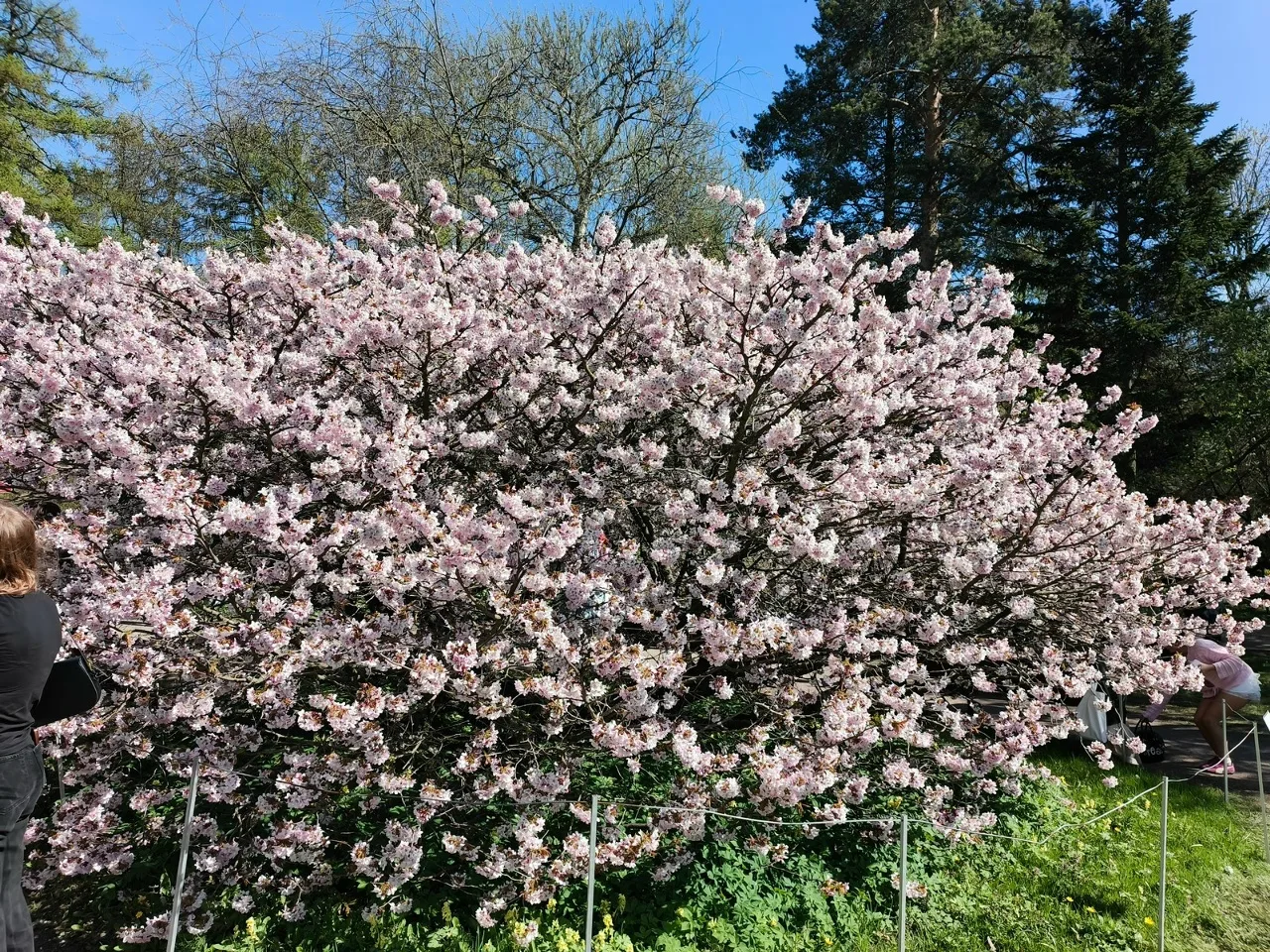 Лекарство из сакуры: учёные ТГУ нашли новые лекарственные вещества 🌷